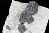 Nice Eldredgeops (Phacops) Trilobites Multiple - New York #32447-1